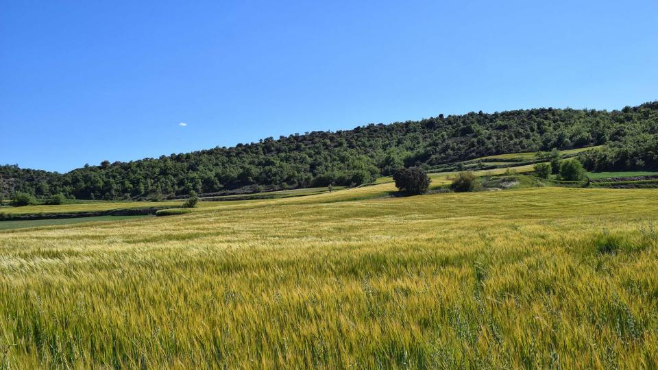 7 de Maig de 2017 Ordia a les Torrovelles  Torà -  Ramon Sunyer