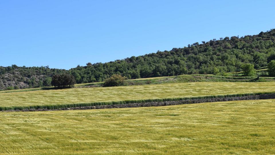 7 de Maig de 2017 Ordia a les Torrovelles  Torà -  Ramon Sunyer