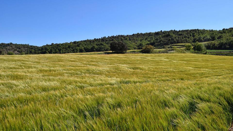 7 de Maig de 2017 ordis  Torà -  Ramon Sunyer