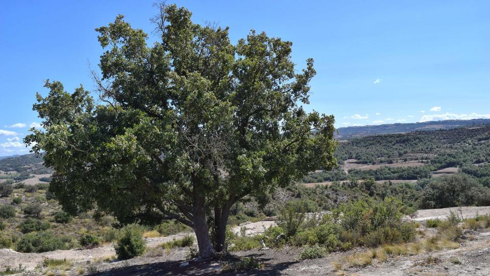 11 de Setembre de 2017 Jaciment romà de Puig_Castellar  Biosca -  Ramon Sunyer