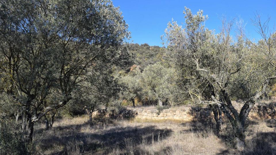 6 de Desembre de 2017   Vilanova de l'Aguda -  Ramon Sunyer