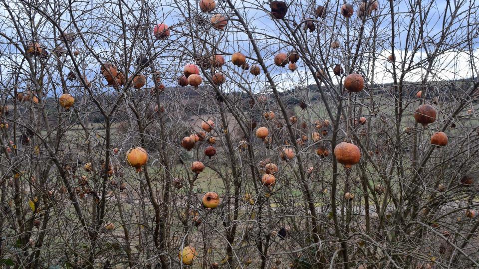 27.12.2017   Sant Serni -  Ramon Sunyer