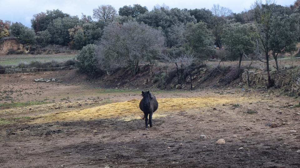 27 de Desembre de 2017 cavalls  Sant Serni -  Ramon Sunyer