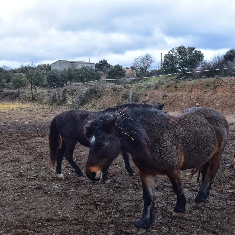 27 de Desembre de 2017 cavalls  Sant Serni -  Ramon Sunyer