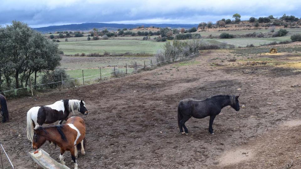27 de Desembre de 2017 cavalls  Sant Serni -  Ramon Sunyer