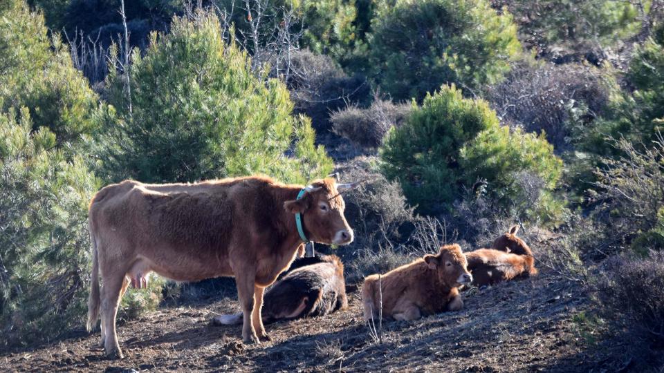 28 de Desembre de 2017 vedells  Matamargó -  Ramon Sunyer