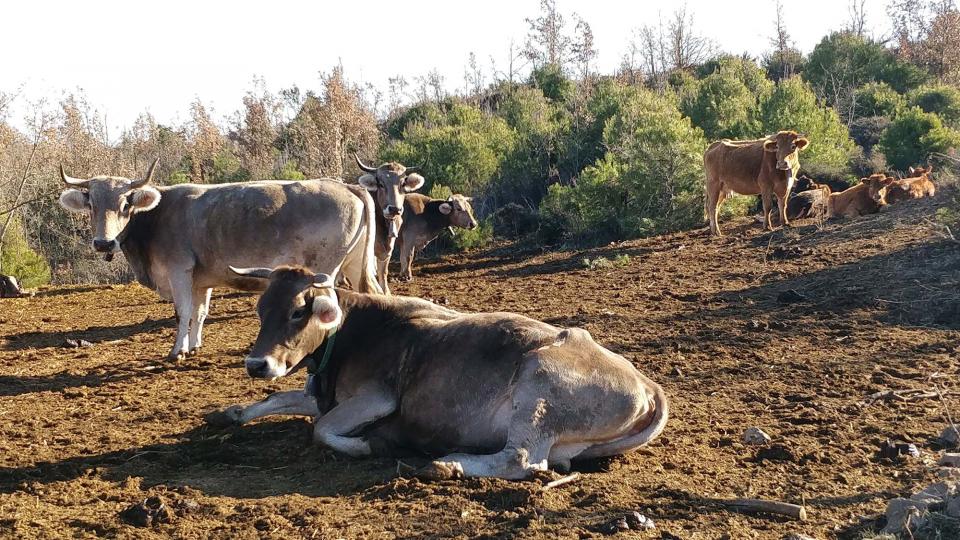 28 de Desembre de 2017 vedells  Matamargó -  Ramon Sunyer