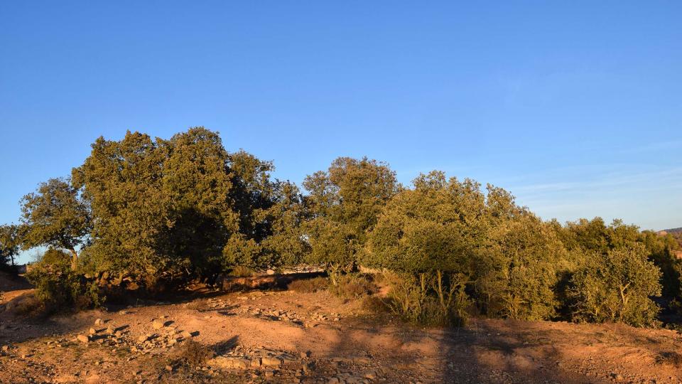 28 de Desembre de 2017 paisatge  Sant Just d'Ardèvol -  Ramon Sunyer