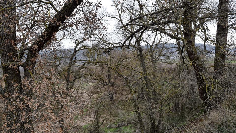 4 de Febrer de 2018 paisatge  Torà -  Ramon Sunyer