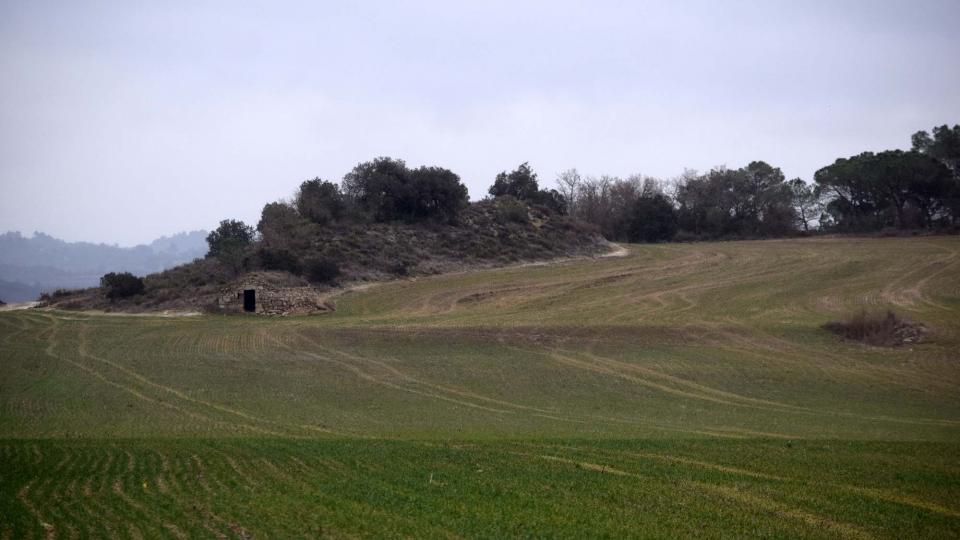 4 de Febrer de 2018 sembrats  Torà -  Ramon Sunyer