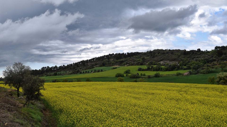 29 de Abril de 2018   Castellfollit de Riubregós -  Ramon Sunyer