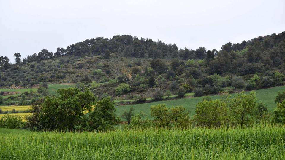 29 de Abril de 2018   Castellfollit de Riubregós -  Ramon Sunyer