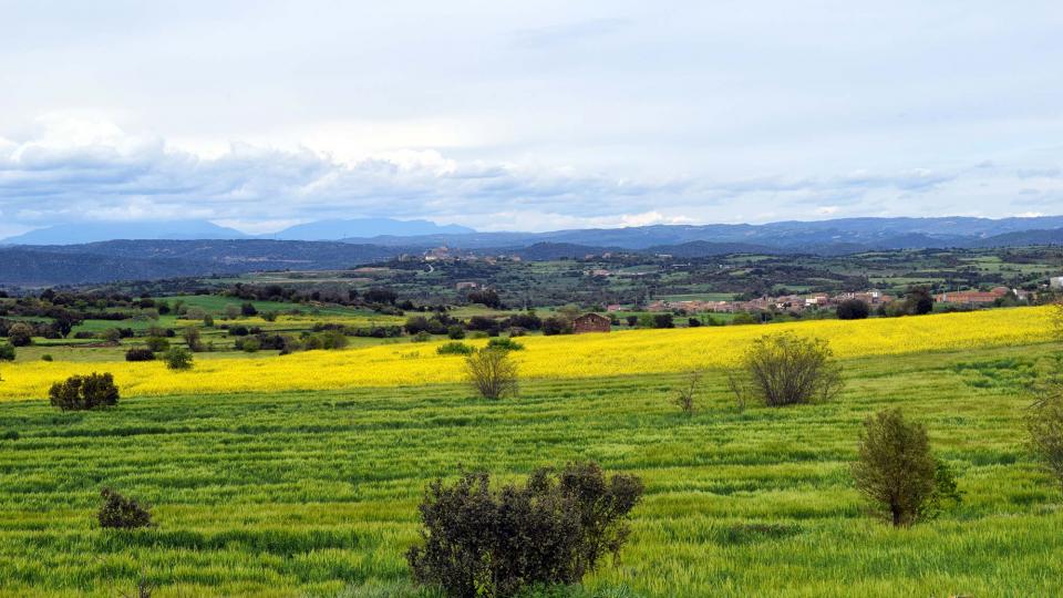 colza 30 de Abril de 2018 colza Cabanabona - Ramon Sunyer