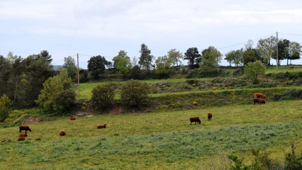 6 de Maig de 2018   Prades de la Molsosa -  Ramon Sunyer