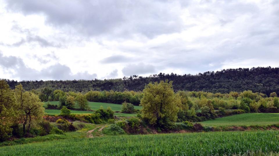 6 de Maig de 2018   Prades de la Molsosa -  Ramon Sunyer