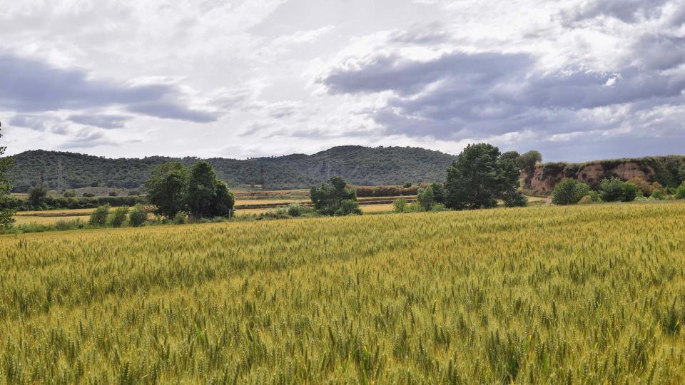 10 de Juny de 2018   Torà -  Ramon Sunyer