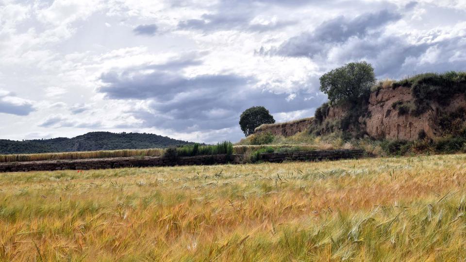 10 de Juny de 2018 sembrats a les Torrovelles  Torà -  Ramon Sunyer