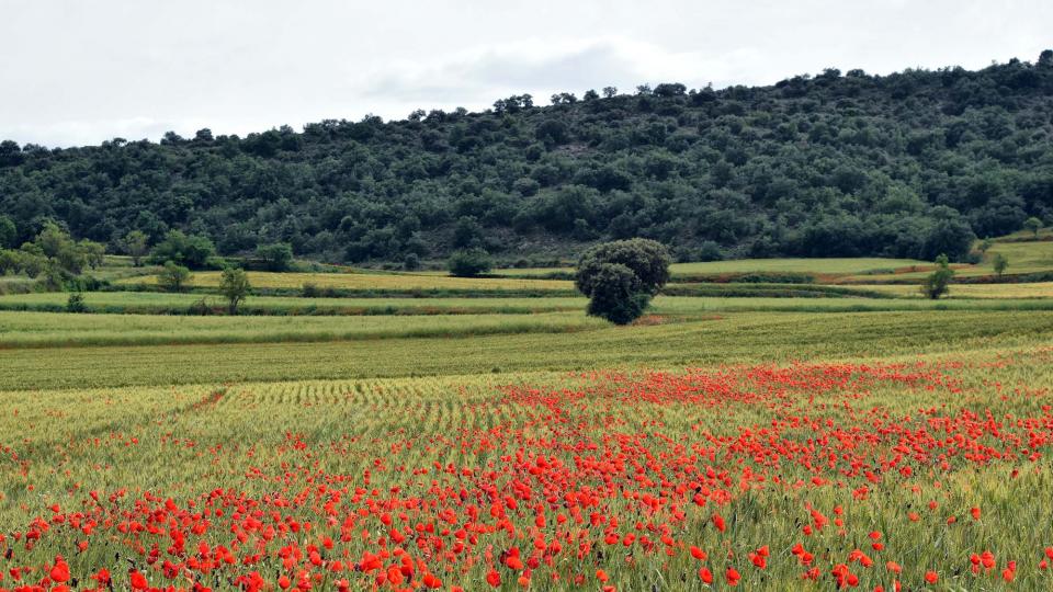 10 de Juny de 2018 sembrats a les Torrovelles  Torà -  Ramon Sunyer