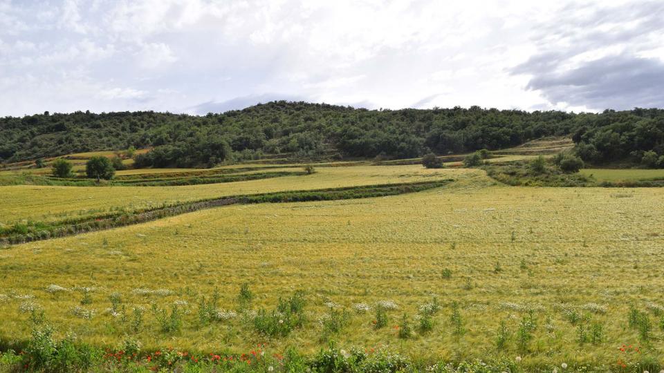 10 de Juny de 2018 sembrats a les Torrovelles  Torà -  Ramon Sunyer