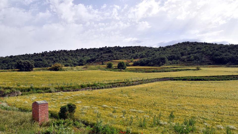 10 de Juny de 2018 sembrats a les Torrovelles  Torà -  Ramon Sunyer