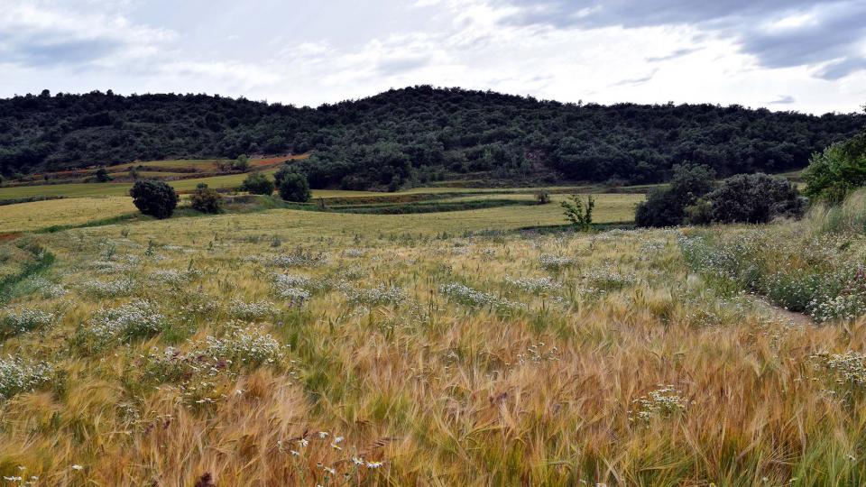 10 de Juny de 2018 sembrats a les Torrovelles  Torà -  Ramon Sunyer