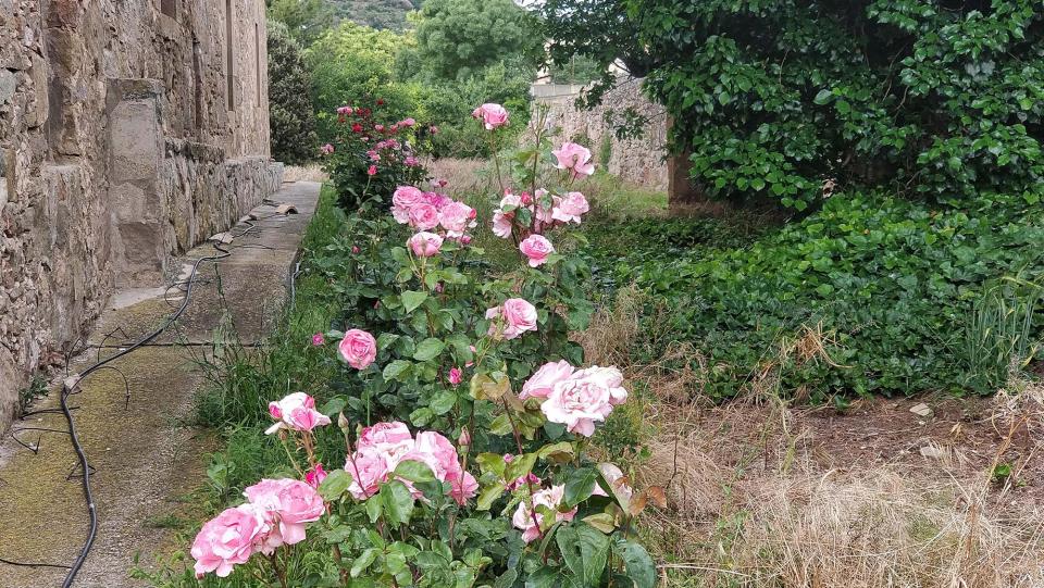 10 de Juny de 2018 rosers  Torà -  Ramon Sunyer