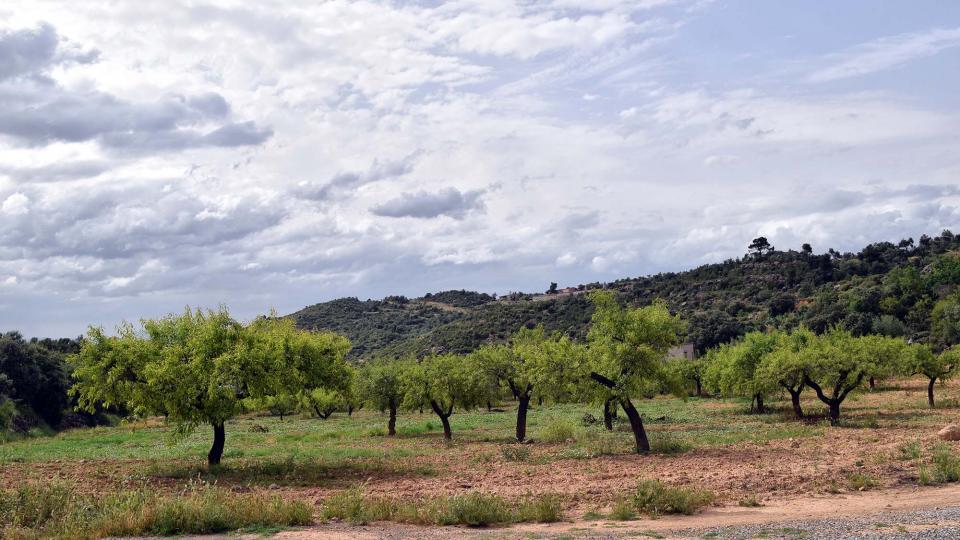 10.6.2018 ametllers  L'Aguda -  Ramon Sunyer