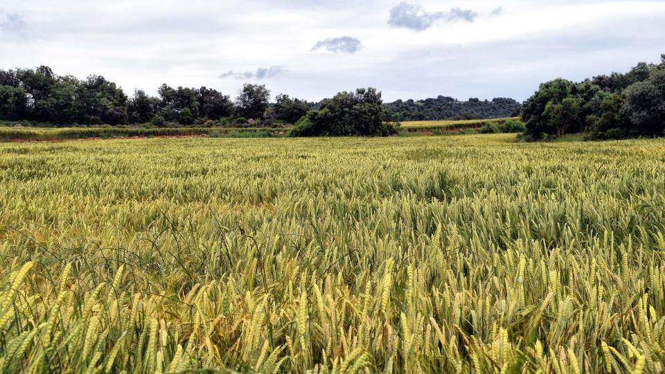 3 de Juny de 2018 Paisatge  Sallent -  Ramon Sunyer