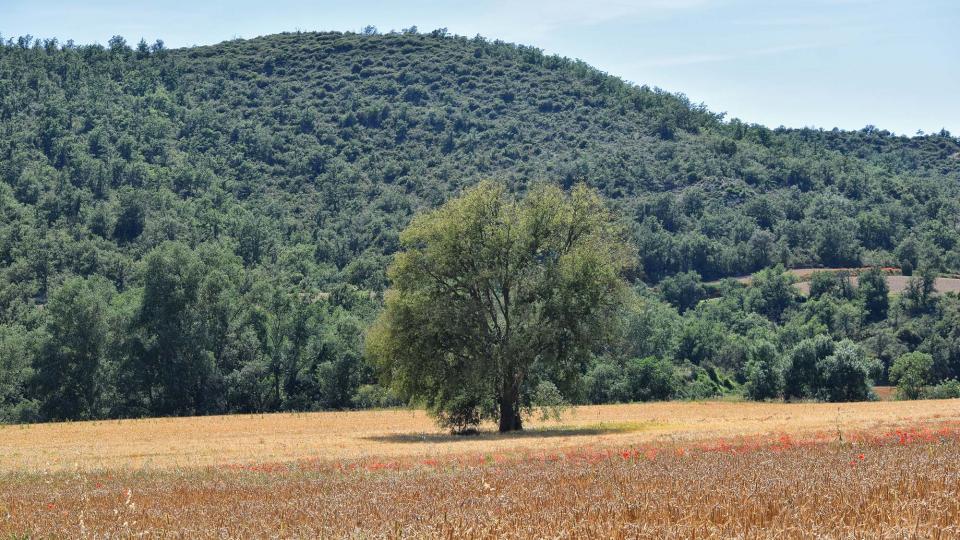 17.6.2018 Lledoner  Puig-Arner -  Ramon Sunyer