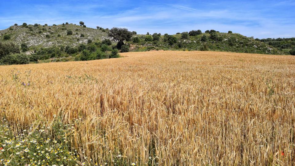 17.6.2018 Els Camats  Sanaüja -  Ramon Sunyer