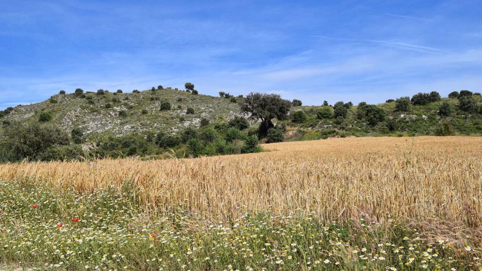 17.6.2018 Els Camats  Sanaüja -  Ramon Sunyer