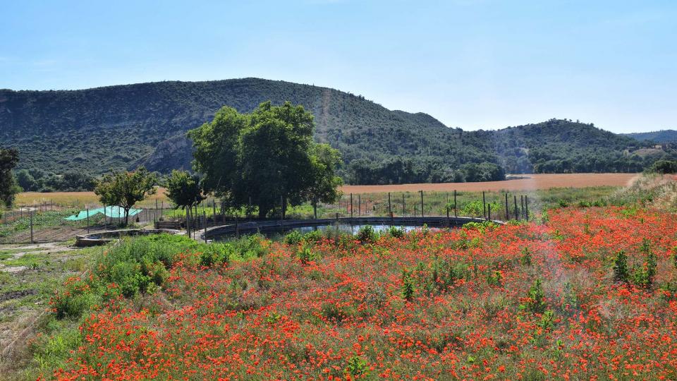 17.6.2018 Font dels Camats  Sanaüja -  Ramon Sunyer