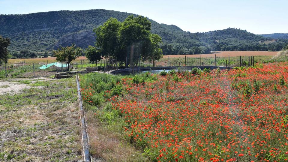 17.6.2018 Font dels Camats  Sanaüja -  Ramon Sunyer