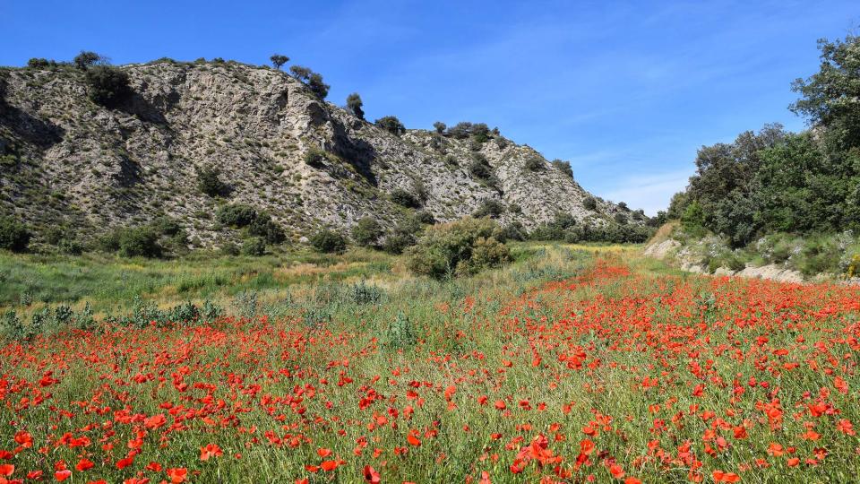 17.6.2018 Font dels Camats  Sanaüja -  Ramon Sunyer