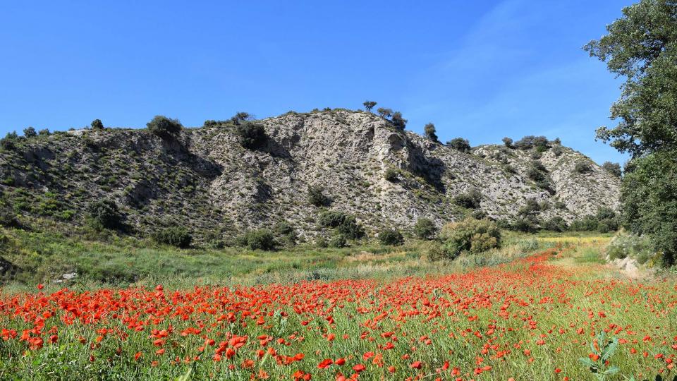 17.6.2018 Font dels Camats  Sanaüja -  Ramon Sunyer