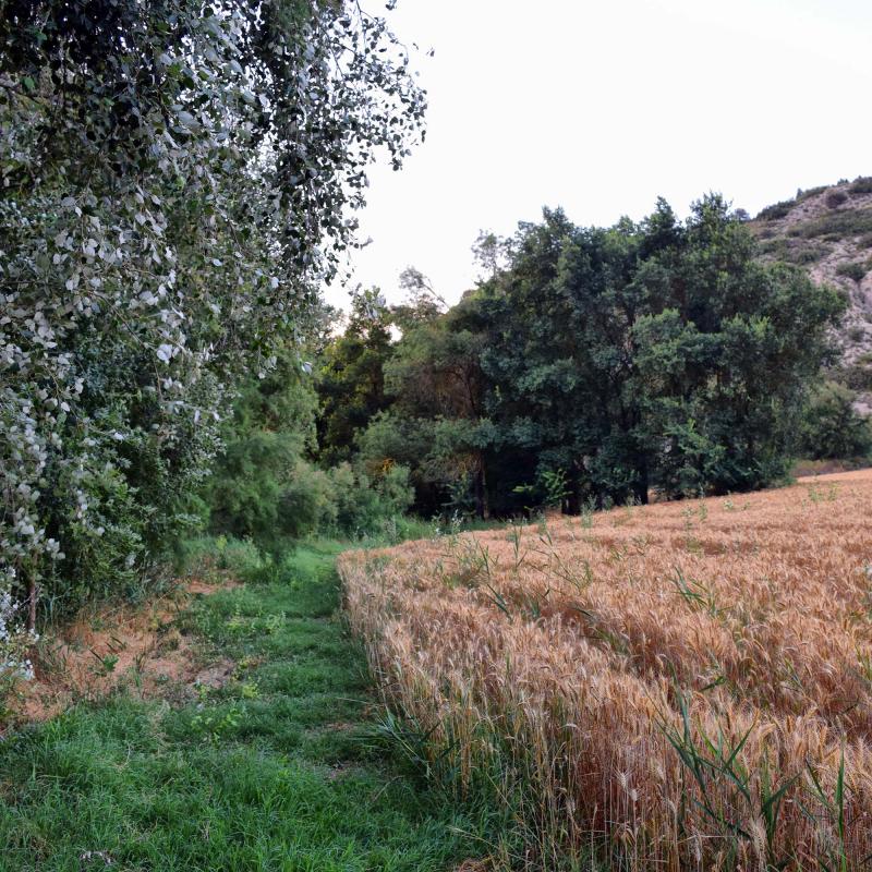 7 de Juliol de 2018 Passejant pel Llobregós  Sanaüja -  Ramon Sunyer