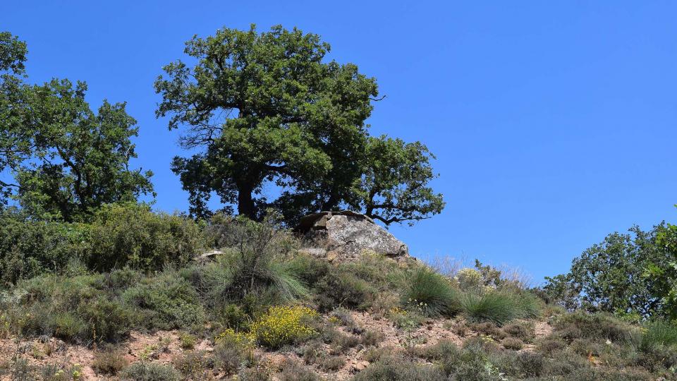 8 de Juliol de 2018 Dolmen del collet de Su  Ardèvol -  Ramon Sunyer