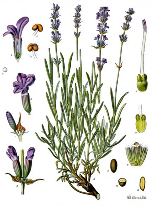 17.7.2018 Espígol o Lavanda (Lavandula angustifolia)  -  Franz Eugen Köhler