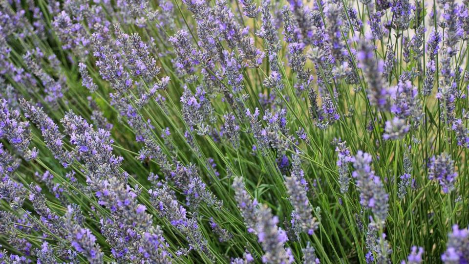 17.7.2018 Espígol o Lavanda (Lavandula angustifolia)  Sanaüja -  Birding Lleida