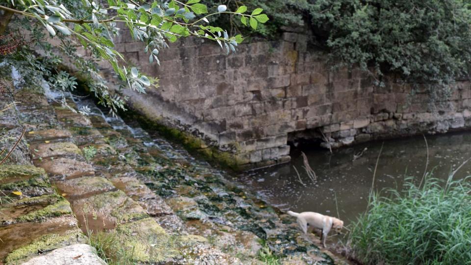 9.8.2018 Peixera  Ribelles -  Ramon Sunyer