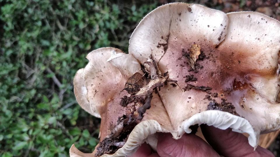 Llenega blanca d'alzina (Hygrophorus leucophaeo-ilicis)