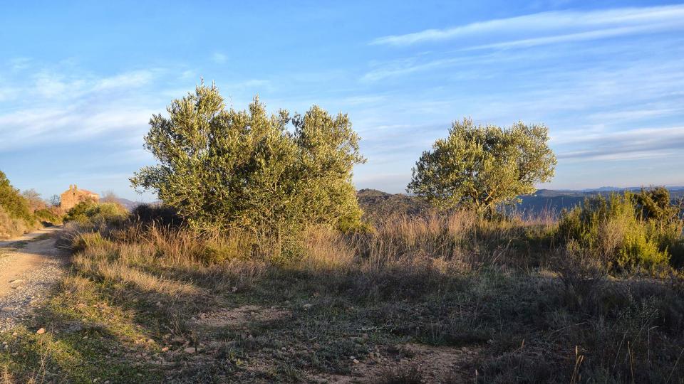 13 de Gener de 2019 paisatge  L'Aguda -  Ramon Sunyer