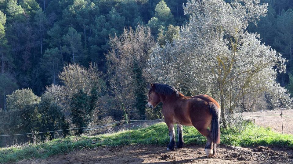 31 de Desembre de 2018 Claret de Cavallers - Ramon Sunyer