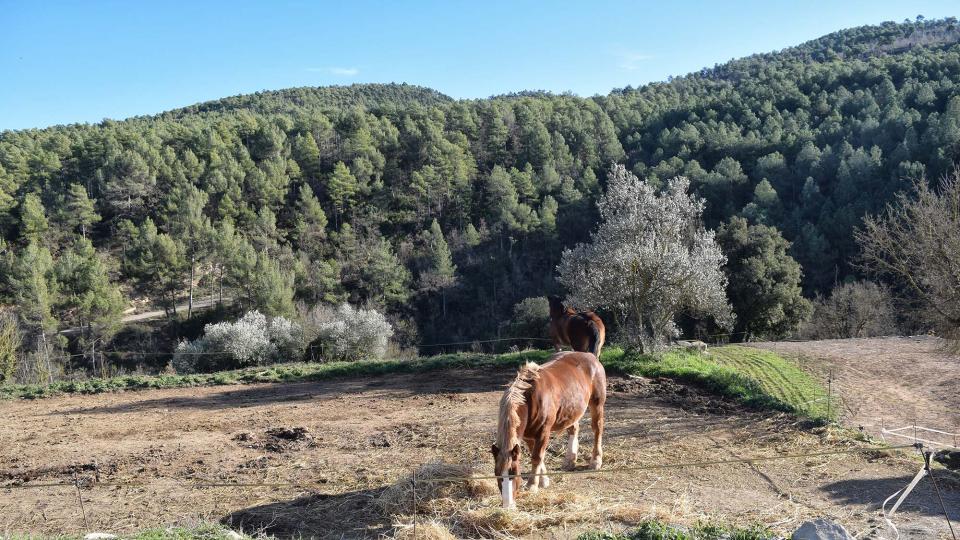 31 de Desembre de 2018 Claret de Cavallers - Ramon Sunyer