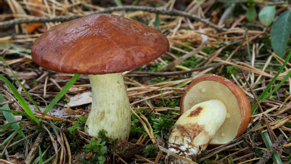 23 de Novembre de 2019 Pinetell (Suillus granulatus)  -  Körnchen Röhrling