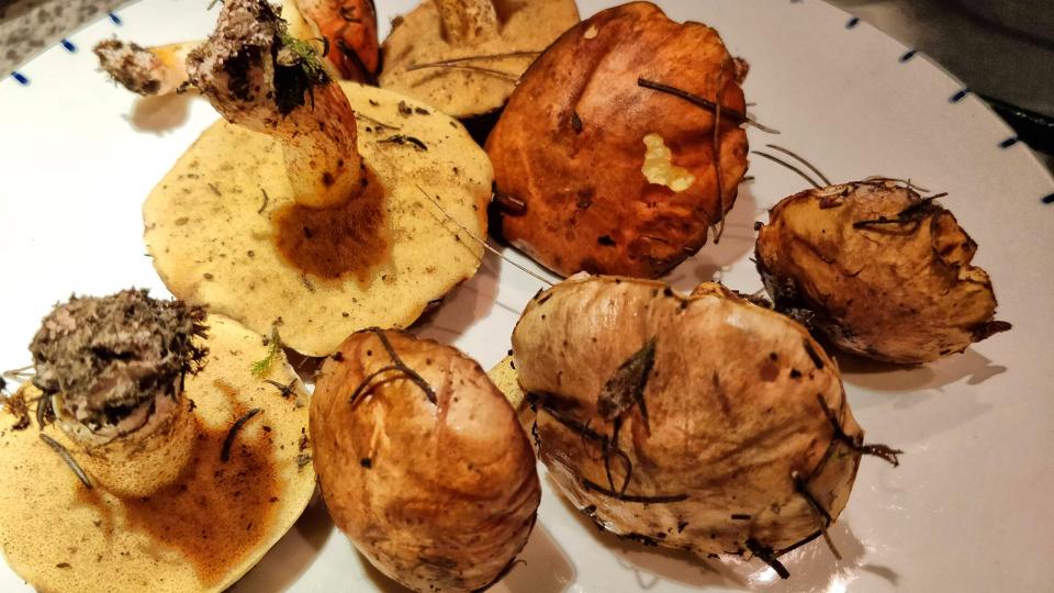 23 de Novembre de 2019 Pinetell (Suillus granulatus)  -  Ramon Sunyer