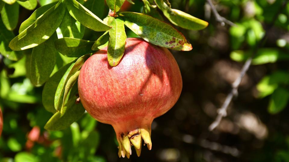 Magrana (fruit)