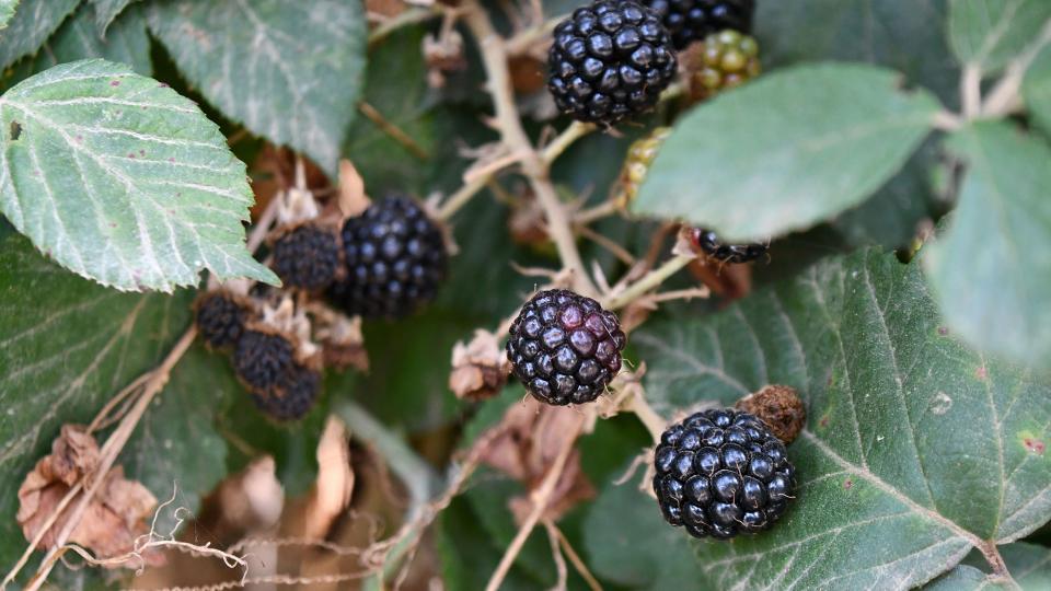 10 de Agost de 2021 Les mores, fruit de l'esbarzer   Torà -  Ramon Sunyer