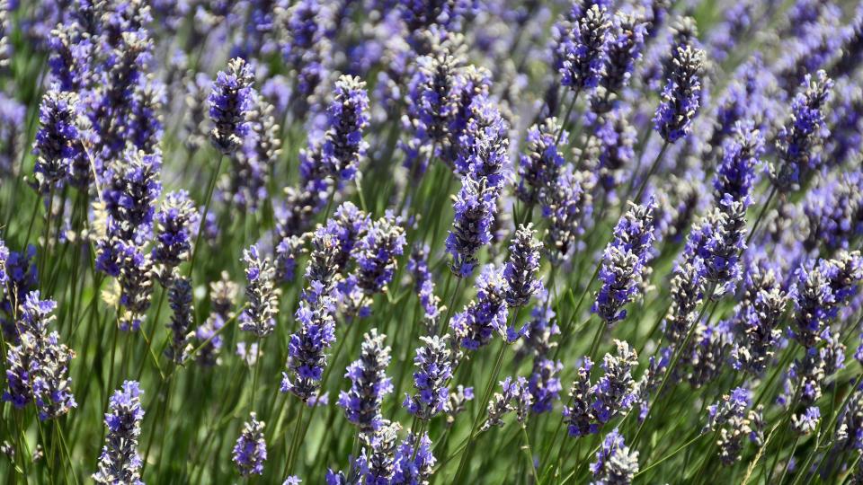 Espígol o Lavanda (Lavandula angustifolia)