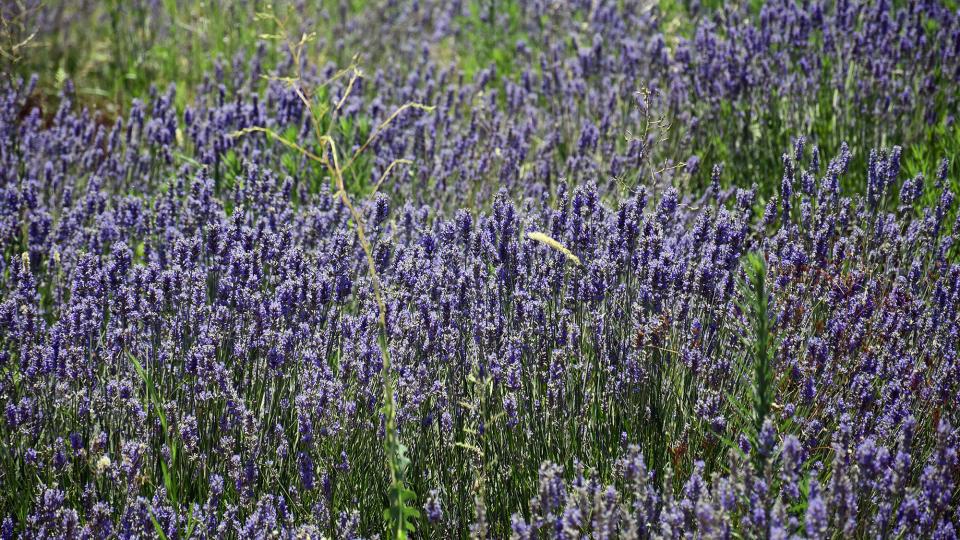 11.7.2021 Espígol o Lavanda (Lavandula angustifolia)  Sanaüja -  Ramon Sunyer